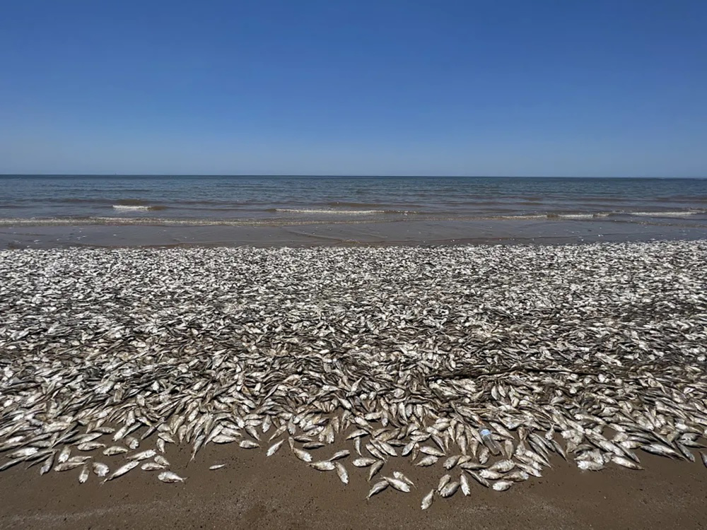 震驚！北海道沙灘大量死魚(yú)事件詳解