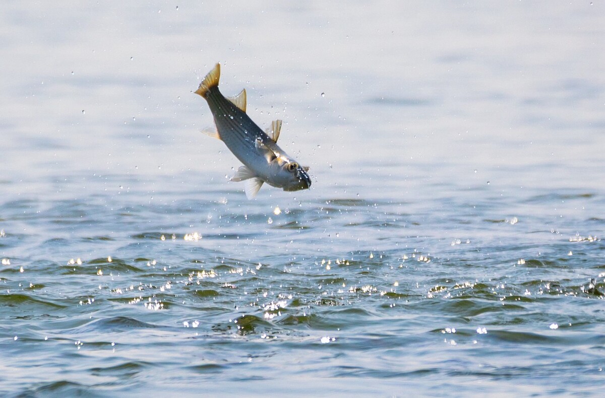 向魚 不甘心