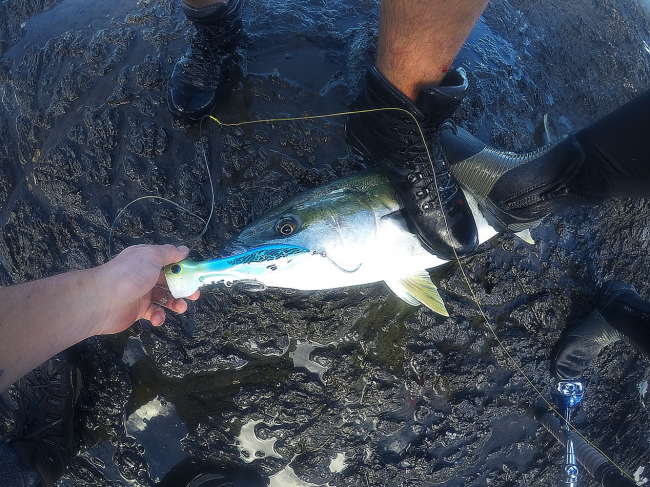 釣魚圈龍頭鄧剛在新西蘭接連吊起 700 斤藍(lán)鰭金槍魚，100 斤龍躉大石斑，有人質(zhì)疑是劇本，這真能實現(xiàn)嗎？