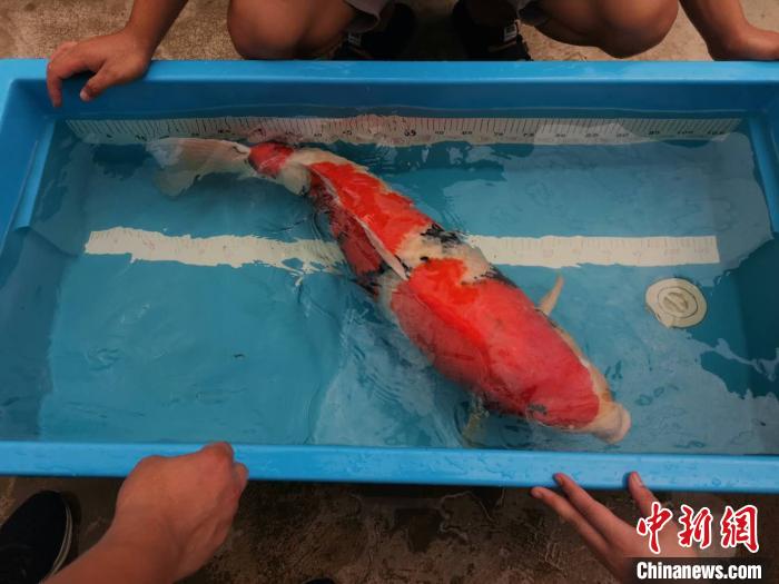 警方已提取死亡錦鯉魚(yú)體樣本送檢，水族界的烏龍事件反轉(zhuǎn)