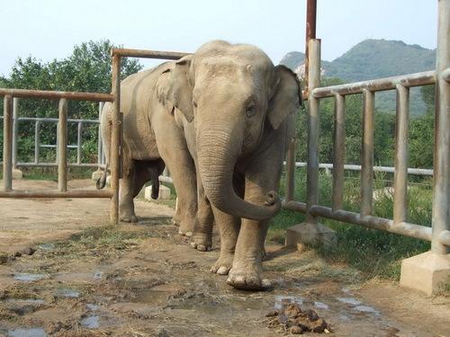 當(dāng)你看見淹在水里的大象，請立刻離開！這動物園不正常!!