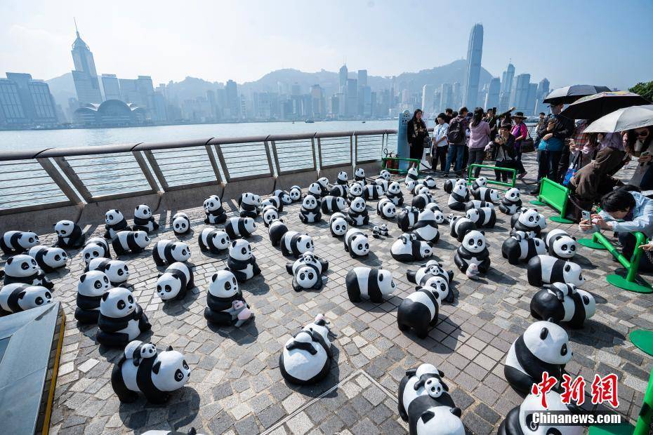 香港大熊貓年后展出，重燃國民熱情的生動瞬間