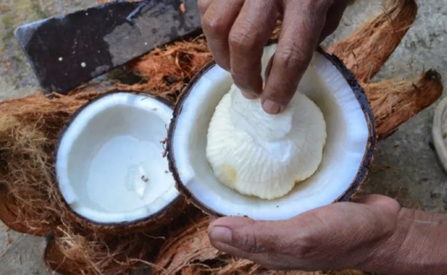 椰子樹(shù)芯好吃嗎？探秘椰子的美味世界