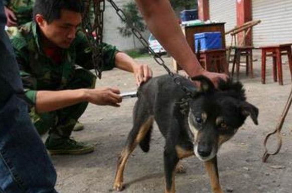 地震獲救狗狗一瞬間認(rèn)出救命恩人