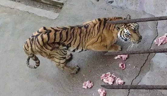 動物園虎尿賣50元，背后的故事和思考