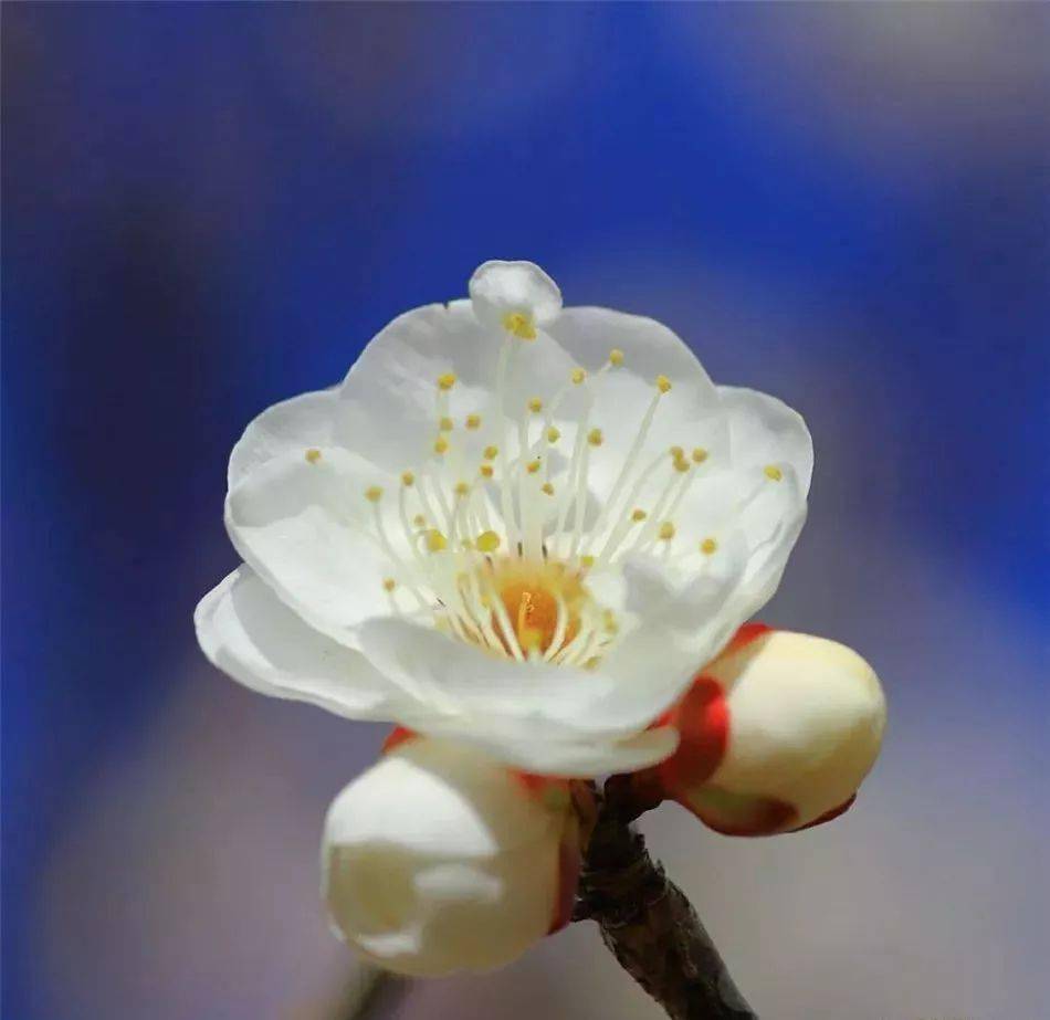 冬去春會來，雪化花會開