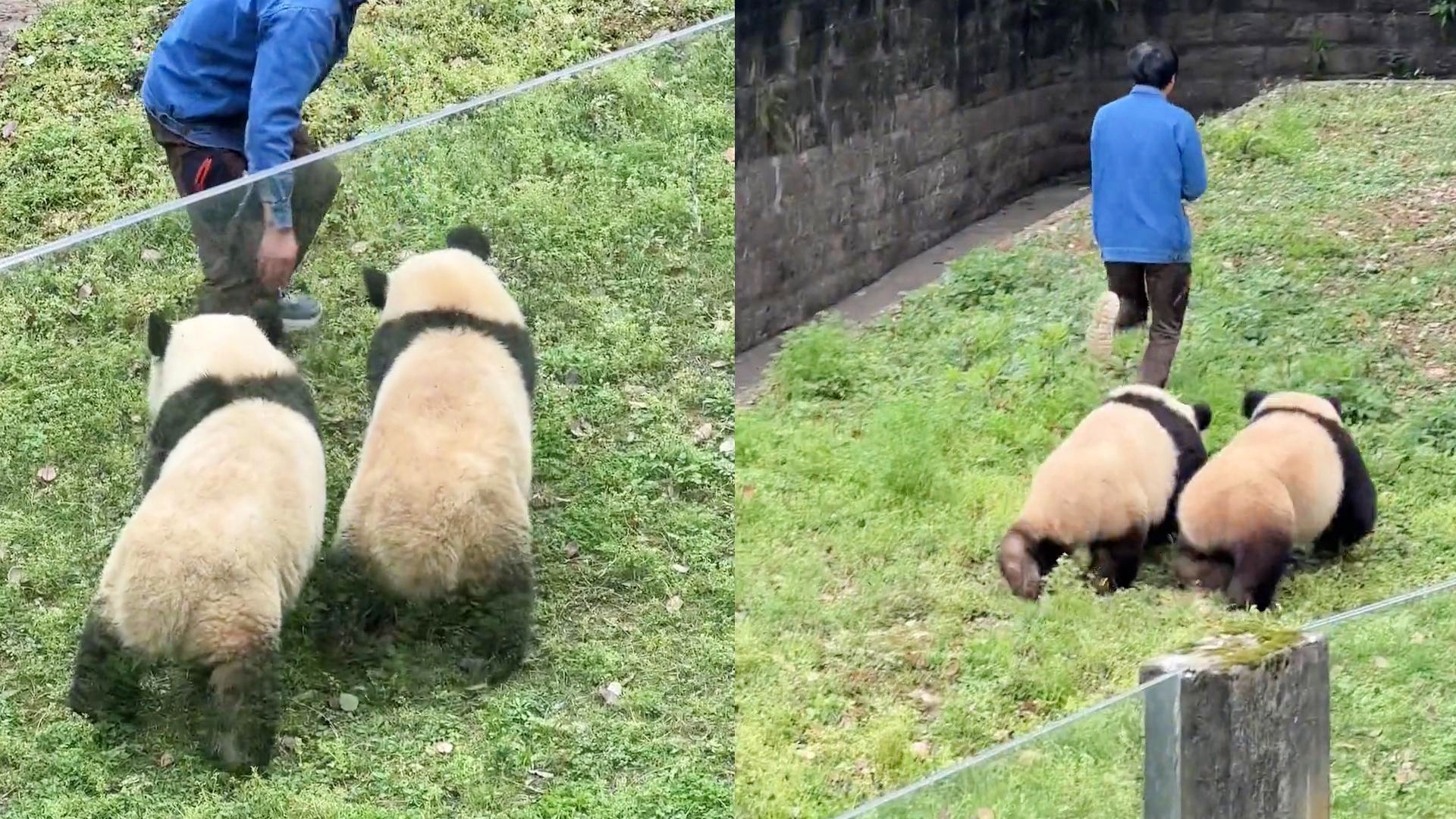 野生大熊貓公路上邊跑邊扭屁股，它們的獨(dú)特魅力與保護(hù)之路