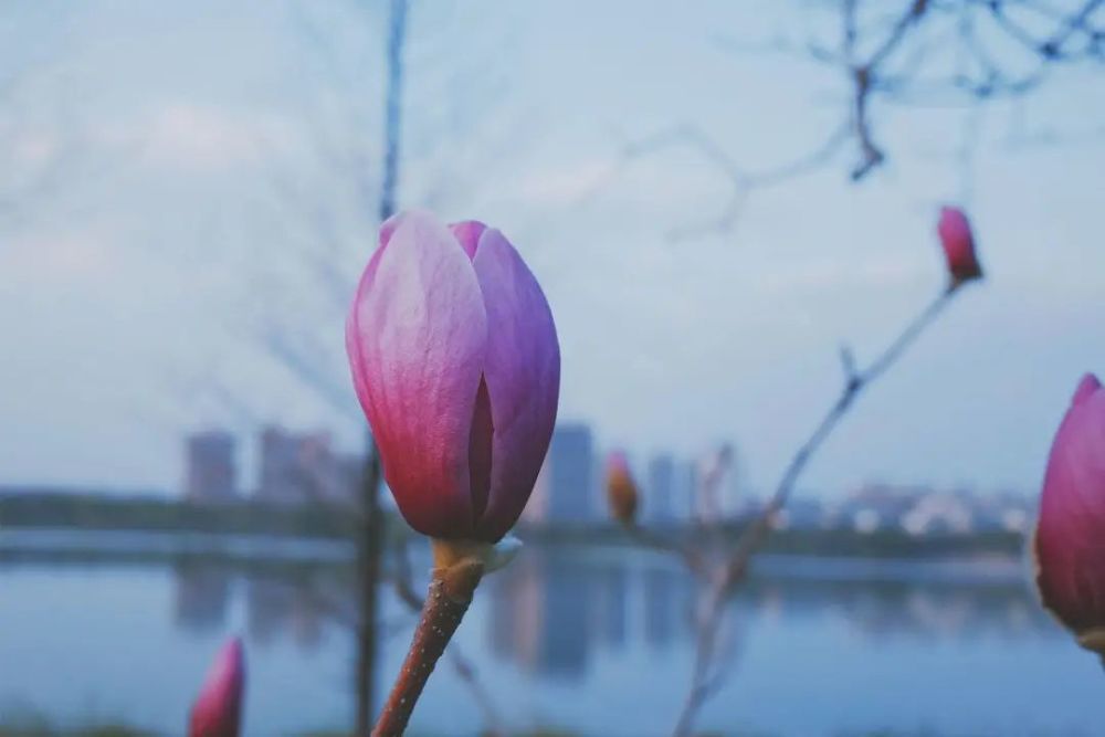 冬去春會(huì)來，雪化花會(huì)開——生命的循環(huán)與希望