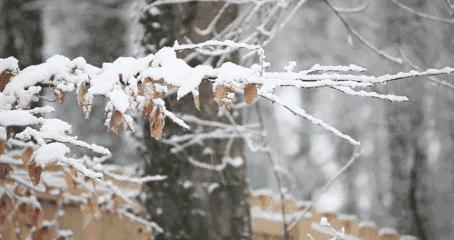 沈陽下雪，冬日的浪漫與美好