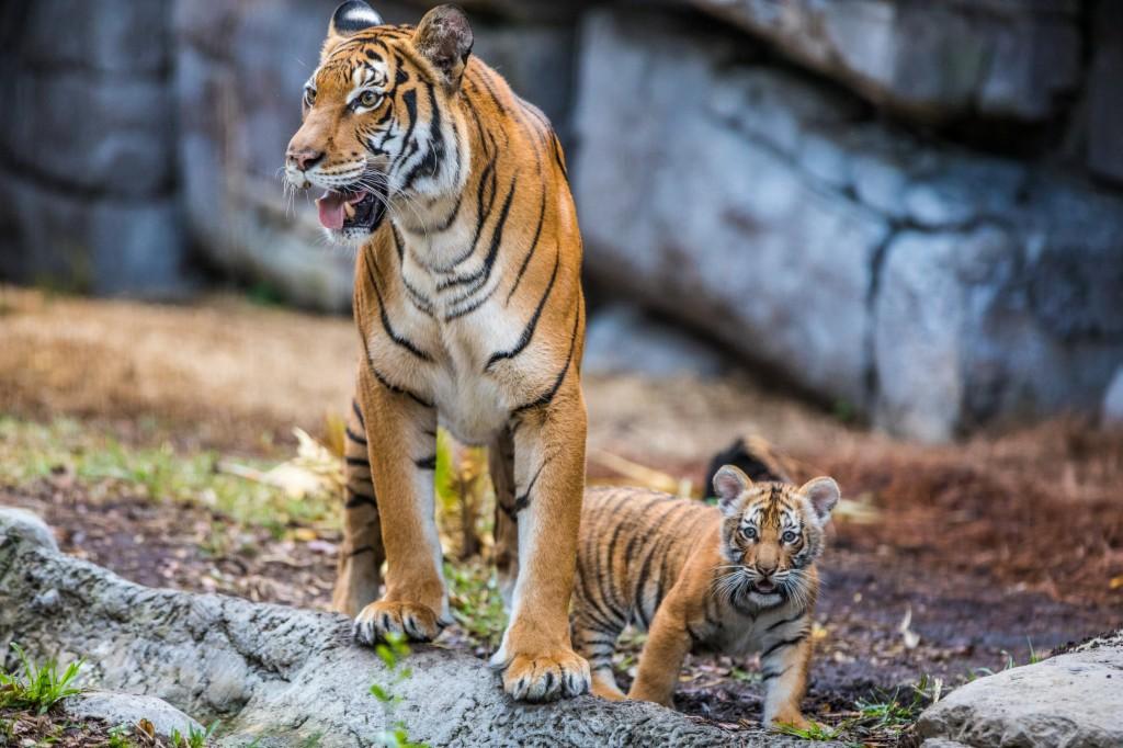 動物園直播指狗為虎，網(wǎng)絡(luò)中的誤解與真假之爭