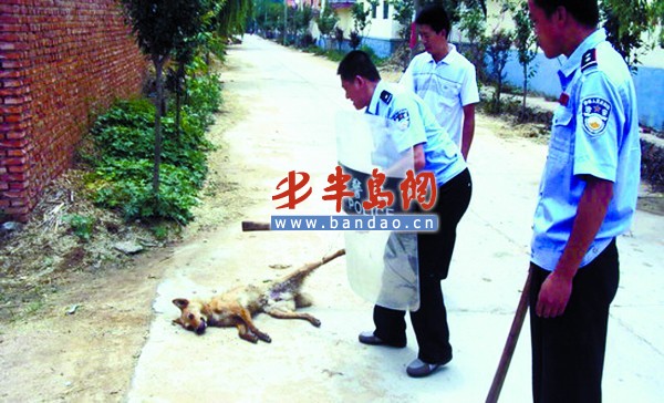 男子殘忍驅(qū)使烈犬撕咬小貓并拋尸，事件背后隱藏什么？