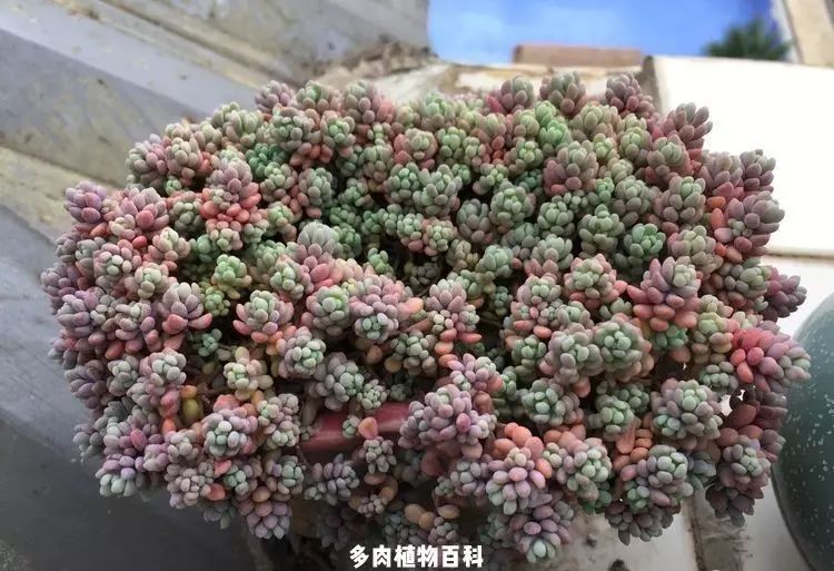 揭秘種花狂熱背后的奧秘，為何我們會深陷其中無法自拔？