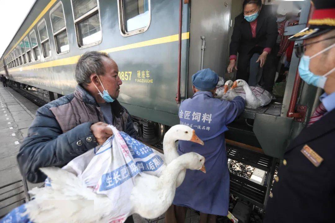 雞鴨大鵝剛剛下火車！神秘場景引發(fā)關注熱潮，究竟發(fā)生了什么？