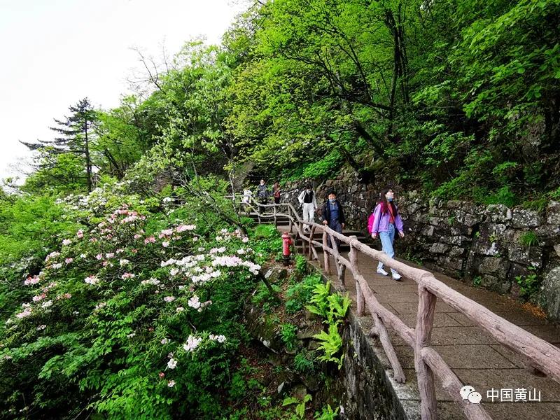 安徽黃山臨時關(guān)閉部分游步道引爆關(guān)注，背后原因深度解析