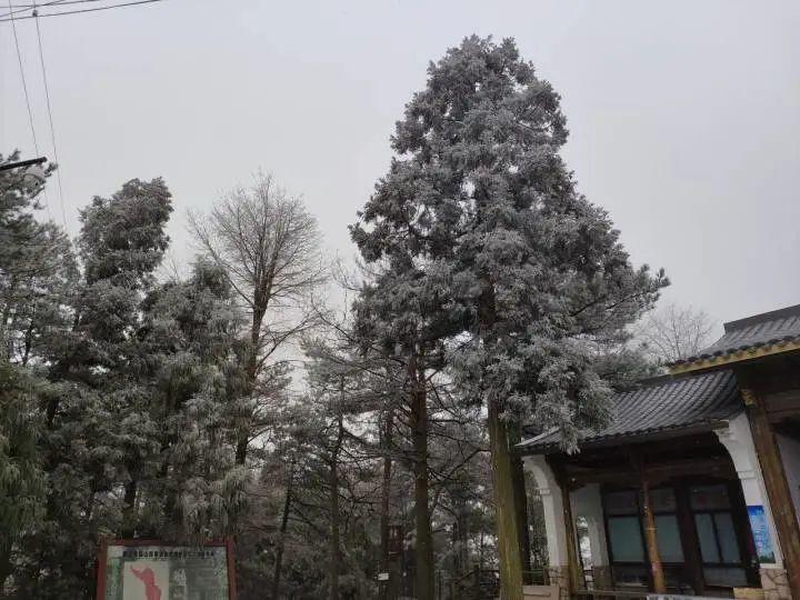 浙江領導賞雪竟封路？官方緊急回應背后的真相揭秘