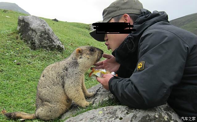 外出旅游別逗土撥鼠，警惕行為背后的風(fēng)險與法規(guī)約束