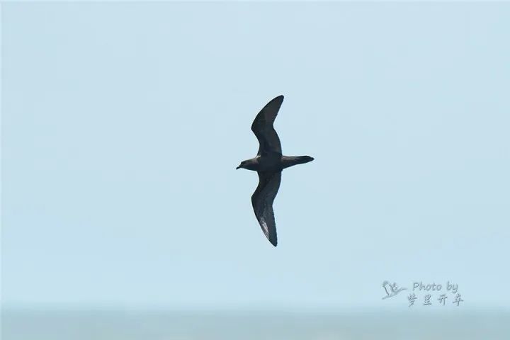 浙江海島招募守鳥(niǎo)人，探秘四個(gè)月的孤島生活，開(kāi)啟人與自然和諧共舞之旅！