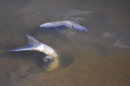 驚聞！違規(guī)排污釀慘劇，十萬(wàn)斤魚(yú)命喪黃泉，官方通報(bào)背后真相究竟如何？