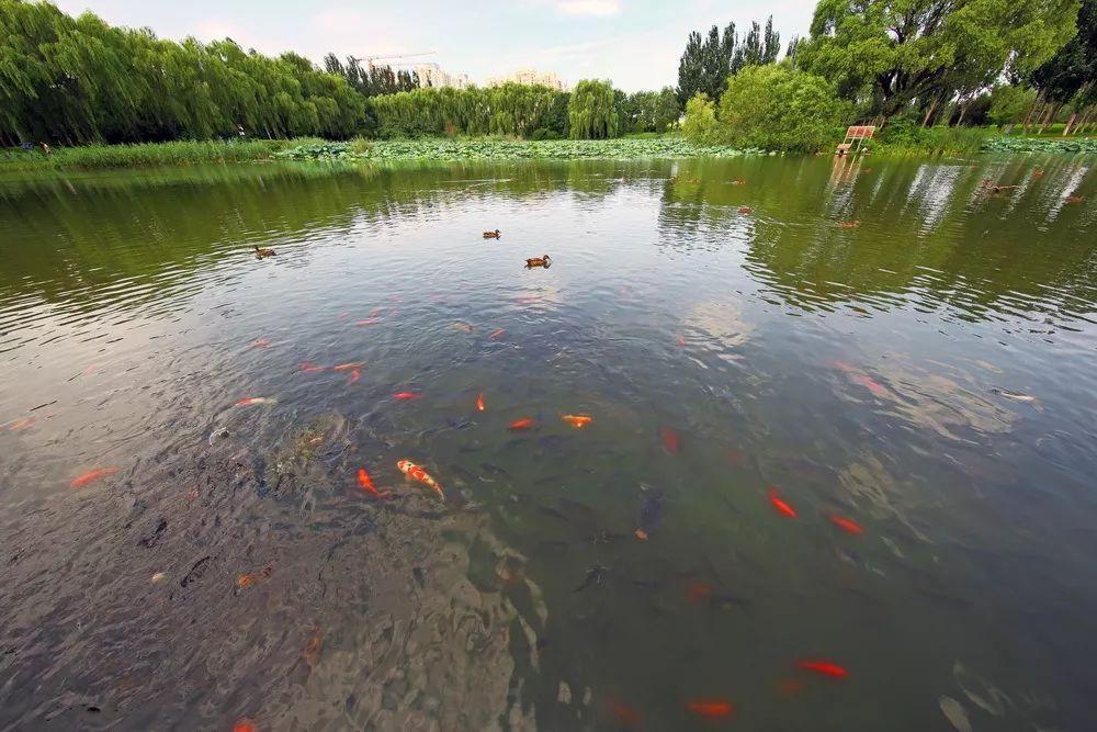 北京驚現(xiàn)神秘魚類新物種，以Beijing命名，探索生命奇跡！