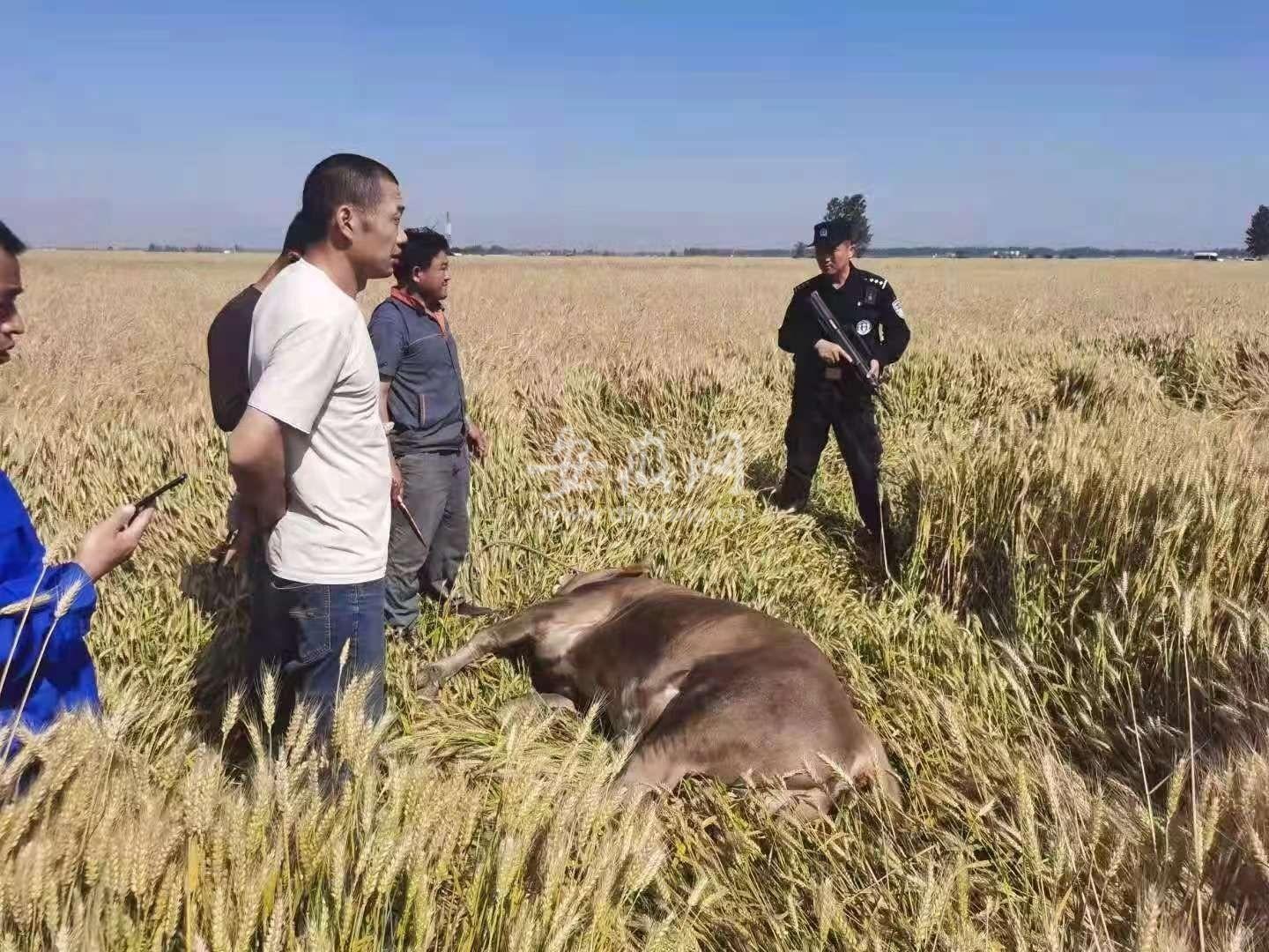 特警百米外精準(zhǔn)出擊，成功制服瘋狂猛獸——瘋牛事件深度解析