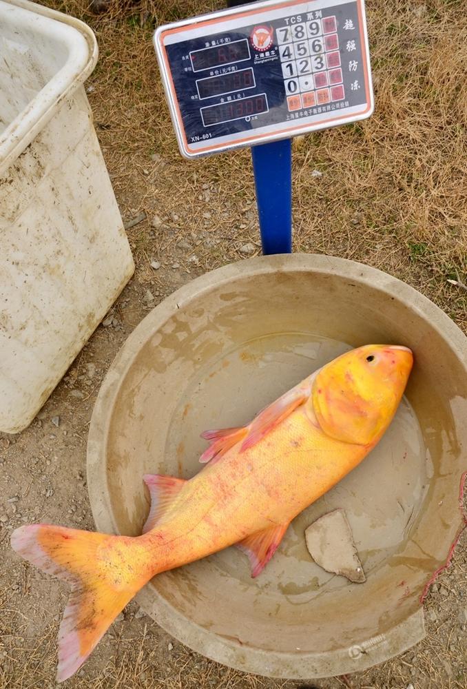 男子捕獲巨型金黃色鰱鳙魚，香港視角的深度解讀