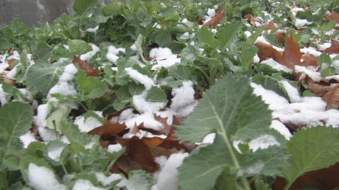 全國多地雨雪紛飛，農(nóng)田喜迎甘霖增墑！這是怎樣的自然恩賜？