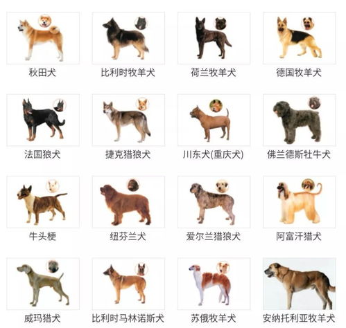 全國禁養(yǎng)犬名錄公布在即，代表呼吁統(tǒng)一規(guī)范，哪些犬種在列？