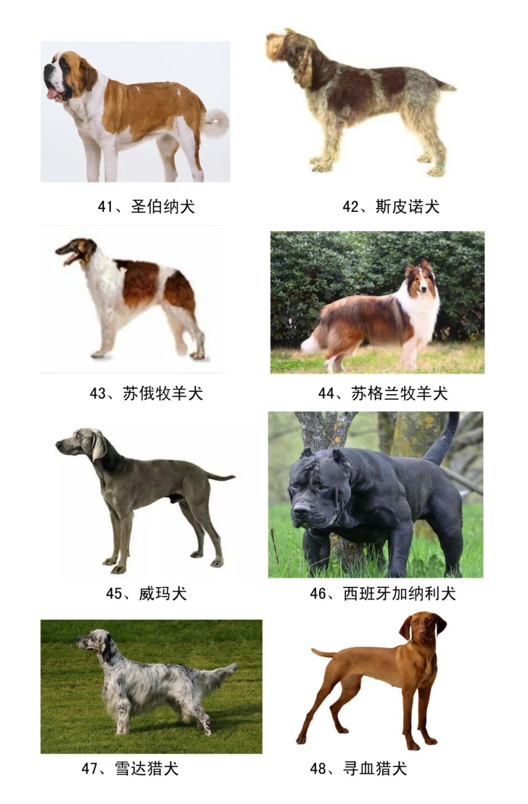 統(tǒng)一禁養(yǎng)犬名錄，呼聲高漲，究竟何去何從？