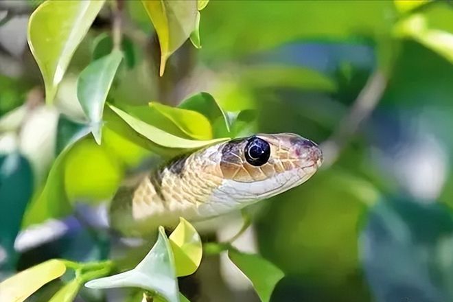 驚蟄蛇蟲覺醒，防范勝于未然——冬眠蘇醒生物活躍期安全須知