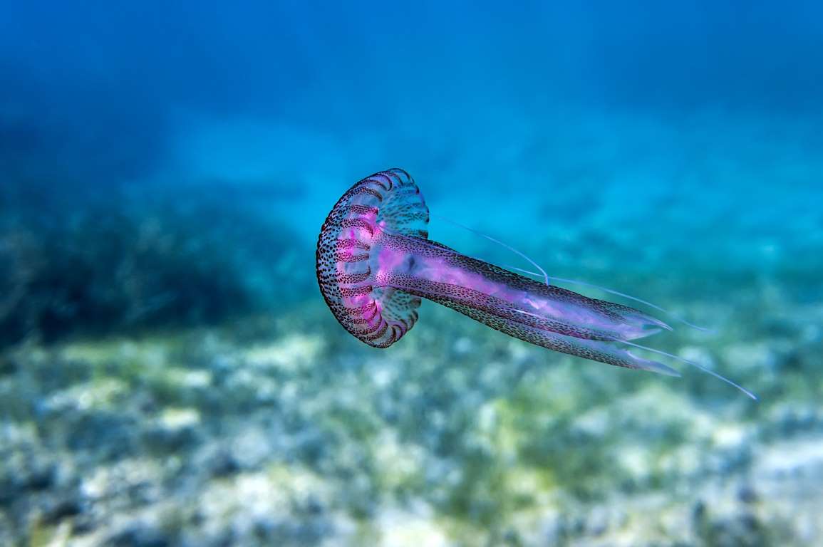 揭秘海洋生物離水存活的奇跡，難以置信的生存奇跡待你探索！