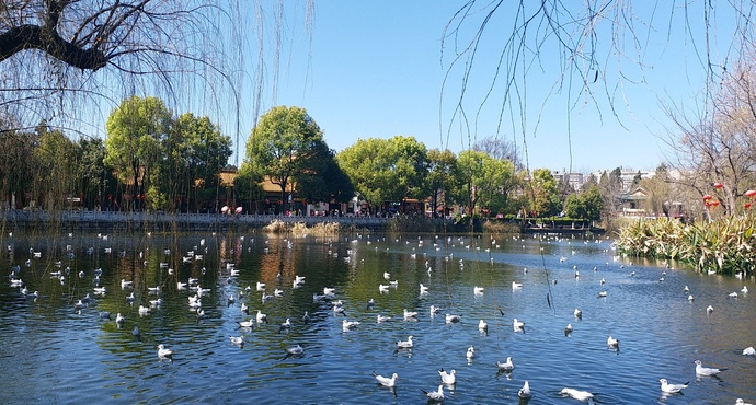 翠湖公園鳥類大觀，揭秘307種珍稀鳥類的棲息奧秘！