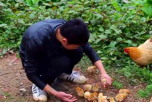 香港男子拿親戚家送的雞喂狗遭罰巨額，引發(fā)社會(huì)熱議！真相究竟如何？