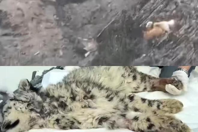 雪豹遭惡犬圍捕致殘？真相揭秘下的雪豹保護(hù)之路